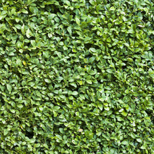 Buitenplant 8x Buxus sempervirens - Haagplant - Pot Ø 9cm Hoogte ↕ 20-25cm