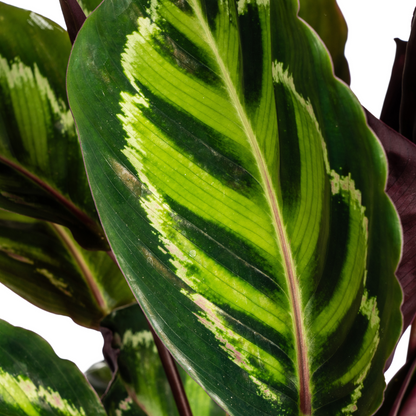 Kamerplant - Calathea Roseopicta - Pot Ø 17cm Hoogte ↕ 40-50cm