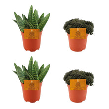 Kamerplant 4 stuks - 2x Aloe Paradisicum + 2x Sinocrassula Yunnanensis - Pot Ø 10.5cm Hoogte ↕ 10cm