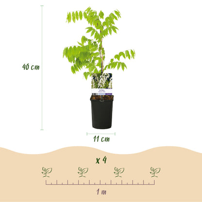 Buitenplant - Wisteria floribunda Alba - Bloeiend - Pot Ø 11cm Hoogte ↕ 40cm
