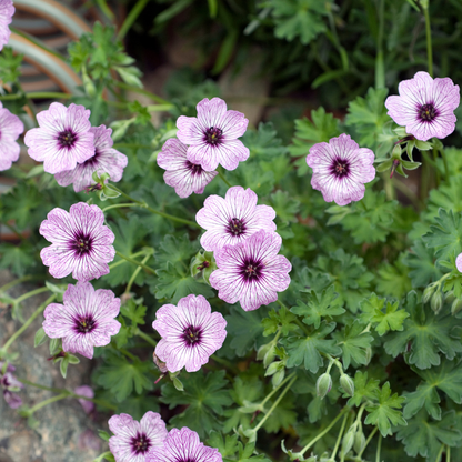 Buitenplant 6x Geranium cin. 'Ballerina' - Bloeiend - Pot Ø 9cm Hoogte ↕ 10-25cm