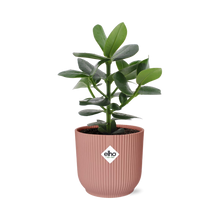 Kamerplant - Clusia Princess - Pot Ø 14cm