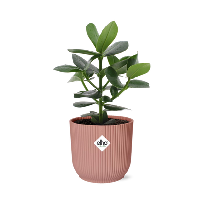 Kamerplant - Clusia Princess - Pot Ø 14cm