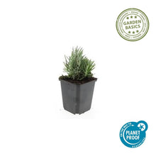 Buitenplant 12x Lavandula ang. 'Dwarf Blue' - Bloeiend - Pot Ø 9cm Hoogte ↕ 10-25cm