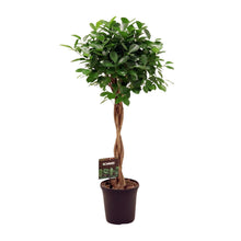 XL kamerplant - Ficus Microcarpa Moclame - Pot Ø 23cm Hoogte ↕ 110cm