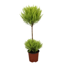 Kamerplant - Cupressus Goldcrest Wilma - Pot Ø 14cm Hoogte ↕ 60cm