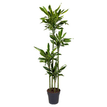 XL Kamerplant - Dracaena Golden Coast - Pot Ø 27cm Hoogte ↕ 170cm