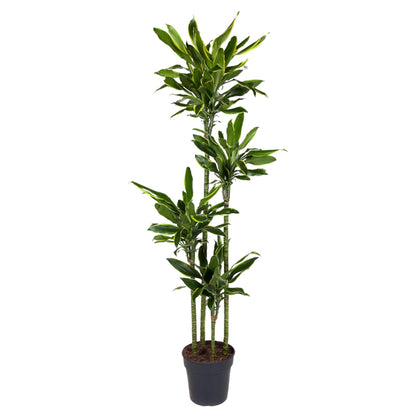 XL Kamerplant - Dracaena Golden Coast - Pot Ø 27cm Hoogte ↕ 170cm
