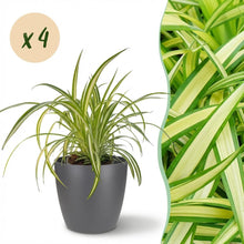 Kamerplant 4x Chlorophytum comosum Variegatum - Bonte Graslelie - Pot Ø 12cm Hoogte ↕ 20cm