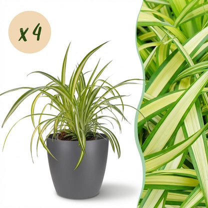 Kamerplant 4x Chlorophytum comosum Variegatum - Bonte Graslelie - Pot Ø 12cm Hoogte ↕ 20cm