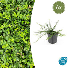 Buitenplant 6x Euonymus fort. 'Minimus' - Bladhoudend - Pot Ø 9cm Hoogte ↕ 10-25cm