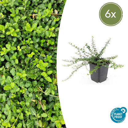 Buitenplant 6x Euonymus fort. 'Minimus' - Bladhoudend - Pot Ø 9cm Hoogte ↕ 10-25cm