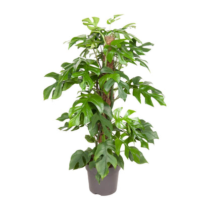 Kamerplant - Monstera Minima - Pot Ø 19cm Hoogte ↕ 80cm