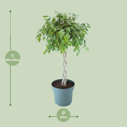 XL kamerplant - Ficus Safrana / Golden King Gevlochten - Pot Ø 27cm Hoogte ↕ 110cm