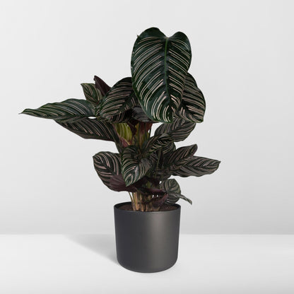 Kamerplant - Calathea Ornata - Pot Ø 19cm Hoogte ↕ 75cm