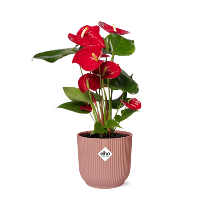 Kamerplant - Anthurium Red - Pot Ø 14cm Hoogte ↕ 12cm