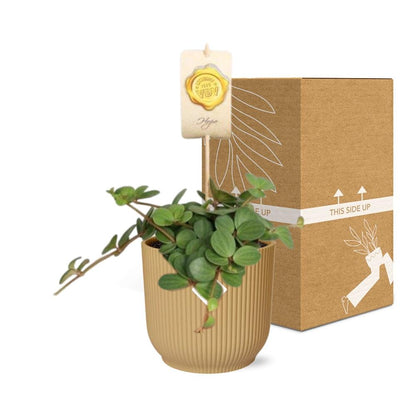 Kamerplant - Peperomia 'Hope' - Pot Ø 14cm Hoogte ↕ 15cm