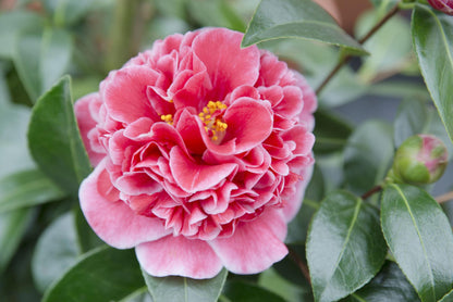 Buitenplant Camellia japonica 'Volunteer' - Bloeiende Heester - Pot Ø 13cm Hoogte ↕ 20cm
