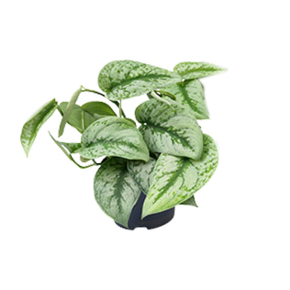 Kamerplant - Scindapsus Pictus Trebie - Pot Ø 15cm Hoogte ↕ 25cm