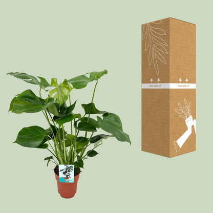 Kamerplant - Monstera Deliciosa - Pot Ø 19cm Hoogte ↕ 60cm