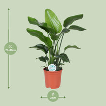 Kamerplant - Strelitzia Nicolai - Pot Ø 21cm Hoogte ↕ 80cm
