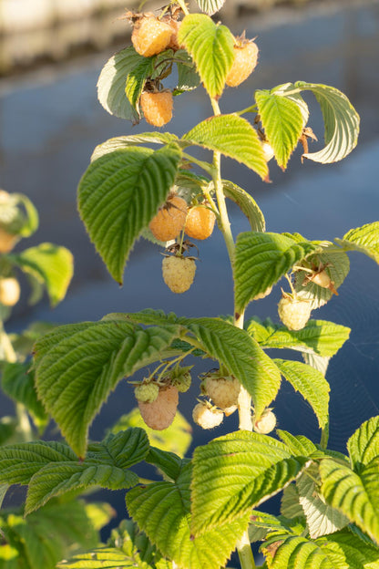 Buitenplant 3x Rubus idaeus 'Twotimer Sugana Yellow' - Pot Ø 13cm Hoogte ↕ 45cm
