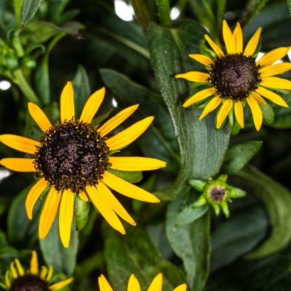 Buitenplant - Rudbeckia Fulgida Little-Goldstar - Bloeiend - Pot Ø 19cm Hoogte ↕ 45-60cm