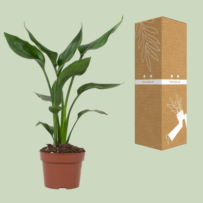 Kamerplant - Strelitzia Reginae - Pot Ø 12cm Hoogte ↕ 35cm