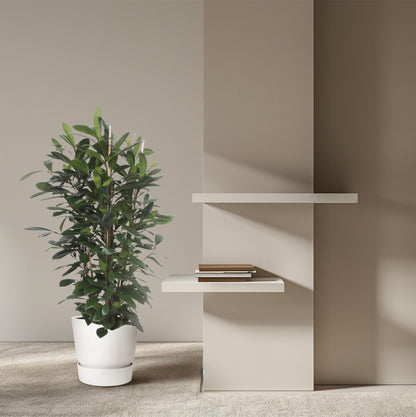 XL Kamerplant - Ficus Cyathistipula - Struikvorm - Pot Ø 34cm Hoogte ↕ 180cm