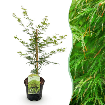 Buitenplant - Acer palmatum 'Emerald Lace' - Groen - Bladverliezend - Pot Ø 19cm Hoogte ↕ 70cm