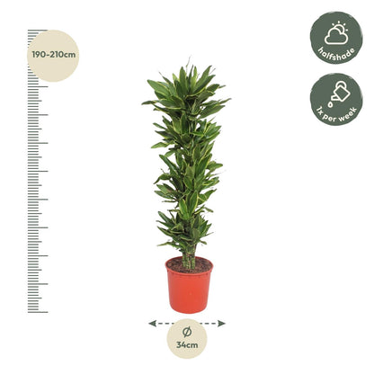 XL kamerplant - Dracaena Golden Coast - Luchtzuiverend - Pot Ø 34cm Hoogte ↕ 200cm