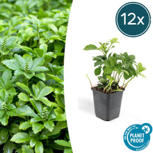 Buitenplant 12x Pachysandra terminalis 'Green Carpet' - Groenblijvende bodembedekker - Pot Ø 9cm Hoogte ↕ 10-25cm