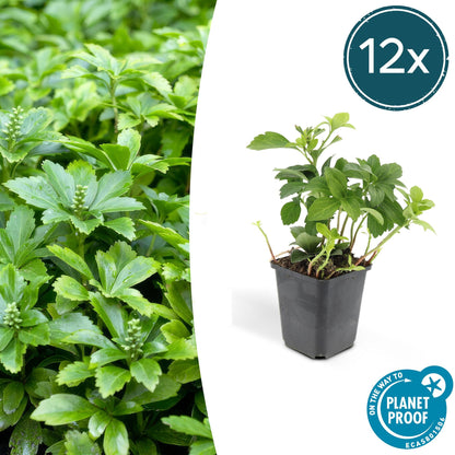 Buitenplant 12x Pachysandra terminalis 'Green Carpet' - Groenblijvende bodembedekker - Pot Ø 9cm Hoogte ↕ 10-25cm