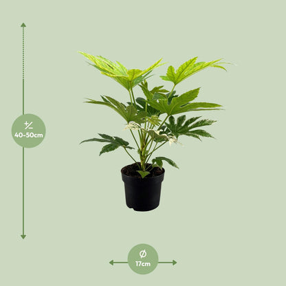 Kamerplant - Fatsia Japonica Spider Web - Pot Ø 17cm Hoogte ↕ 50cm