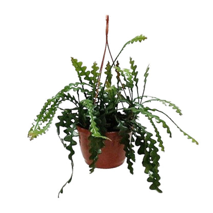 Kamerplant - Epiphyllum Anguleiger - Pot Ø 20cm Hoogte ↕ 60cm