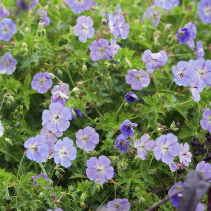 Buitenplant 24x Geranium Rozanne - Bloeiend - Pot Ø 9cm Hoogte ↕ 10-25cm
