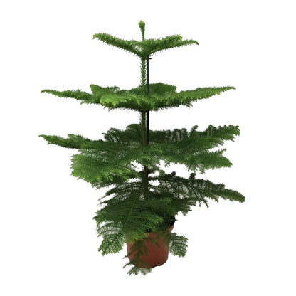Kamerplant - Araucaria Heterophylla - Pot Ø 21cm Hoogte ↕ 70cm