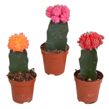 Kamerplant 3x Euphorbia meloformis variegata - Gymnocalycium mix - Pot Ø 5,5cm