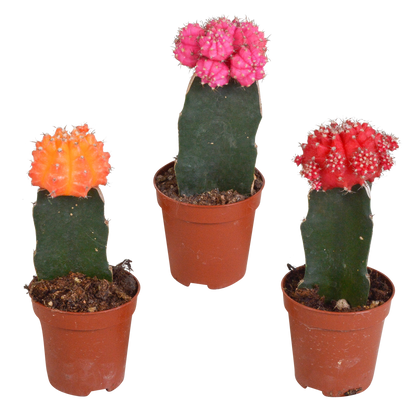 Kamerplant 3x Euphorbia meloformis variegata - Gymnocalycium mix - Pot Ø 5,5cm