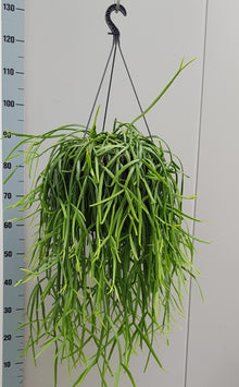 Kamerplant - Rhipsalis Trigona - Pot Ø 25cm Hoogte ↕ 60cm