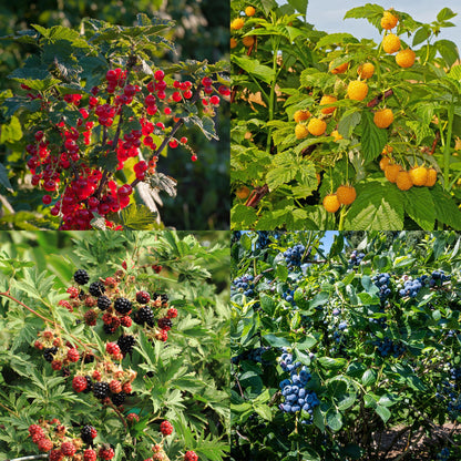 Buitenplant - Fruit planten mix - Rode Bes, Gele Framboos, Zwarte Braam, Blauwe Bes - Pot Ø 11cm Hoogte ↕ 40cm