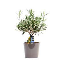 Kamerplant - Olea Olijf - Pot Ø 16cm Hoogte ↕ 40cm