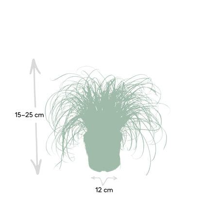 Kamerplant - Cyperus Alternifolius - Kattengras - Pot Ø 12cm Hoogte ↕ 20cm