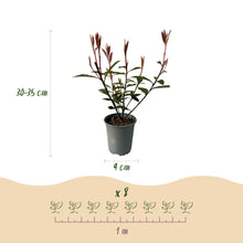 Buitenplant 8x Photinia fraseri 'Carré Rouge' - Groenblijvend - Pot Ø 9cm Hoogte ↕ 30-35cm