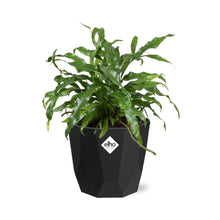 Kamerplant - Microsorum Diversifolium - Pot Ø 14cm