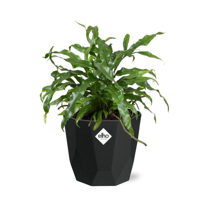 Kamerplant - Microsorum Diversifolium - Pot Ø 14cm