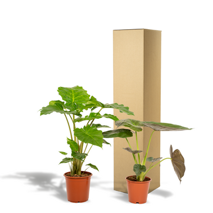Kamerplant Duo - Alocasia Wentii + Alocasia Portodora