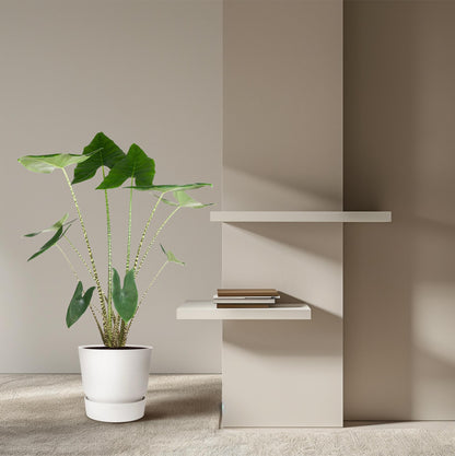 Kamerplant - Alocasia Zebrina - Pot Ø 32cm Hoogte ↕ 130cm