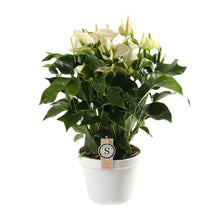 Kamerplant - Anthurium White Champion - Pot Ø 21cm Hoogte ↕ 65cm