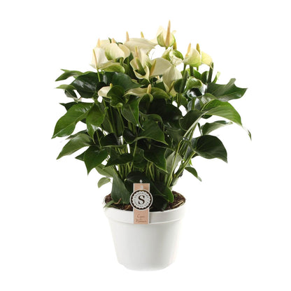 Kamerplant - Anthurium White Champion - Pot Ø 21cm Hoogte ↕ 65cm